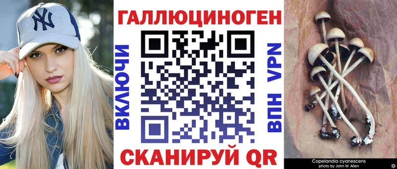 блэк спрут маркетплейс  наркошоп  Ставрополь  Галлюциногенные грибы GOLDEN TEACHER 